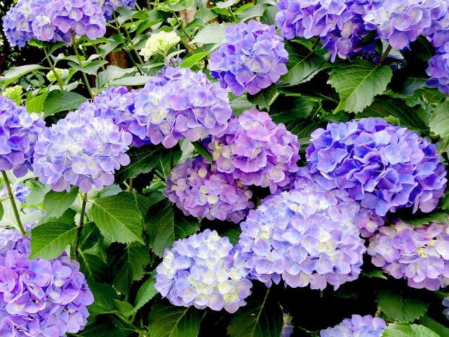 梅雨の紫陽花